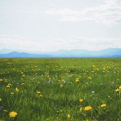 Cover of Solitude (QRTR Remix)
