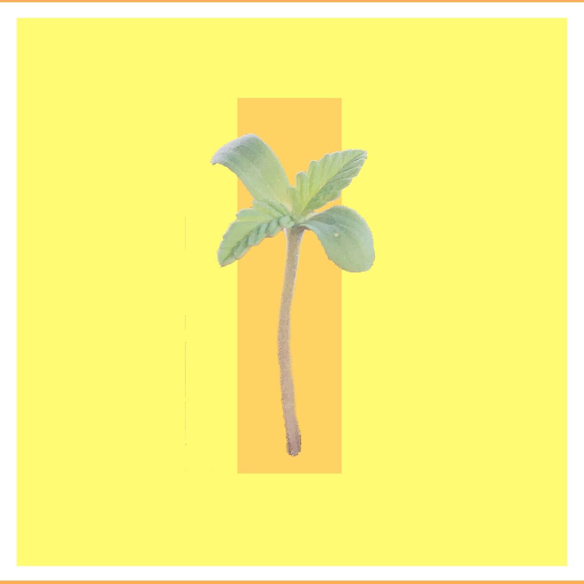 Album cover of Semilla