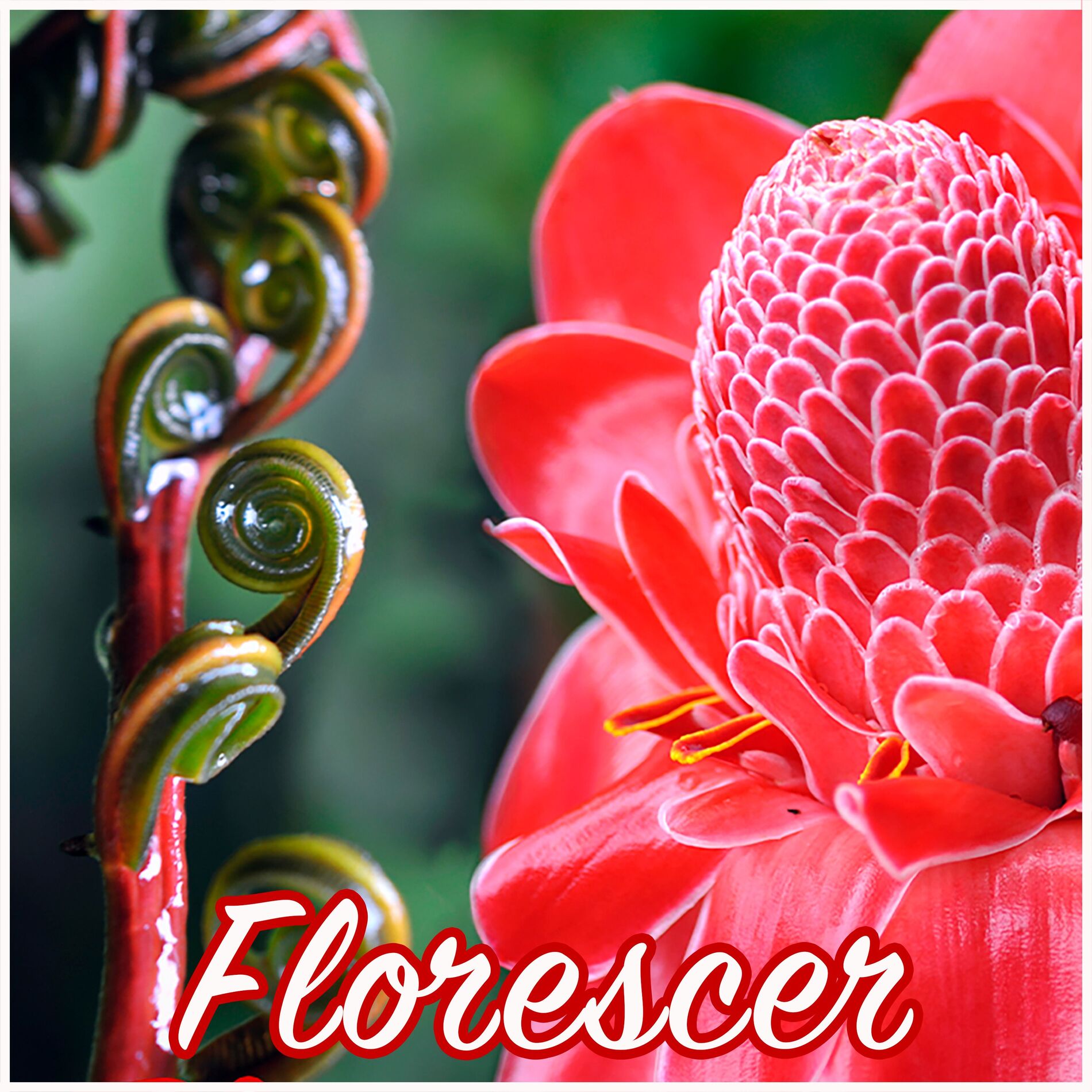 Album cover of Florescer