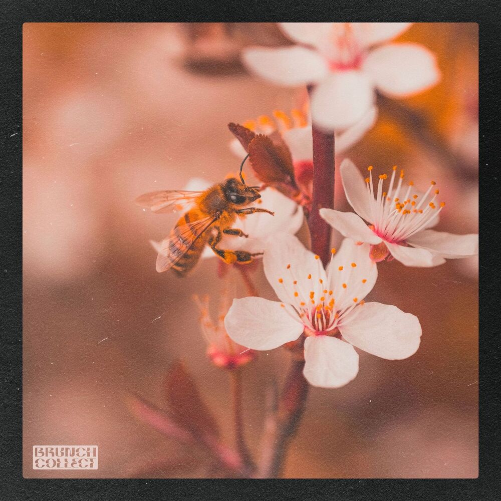 Picture of Busy Bee