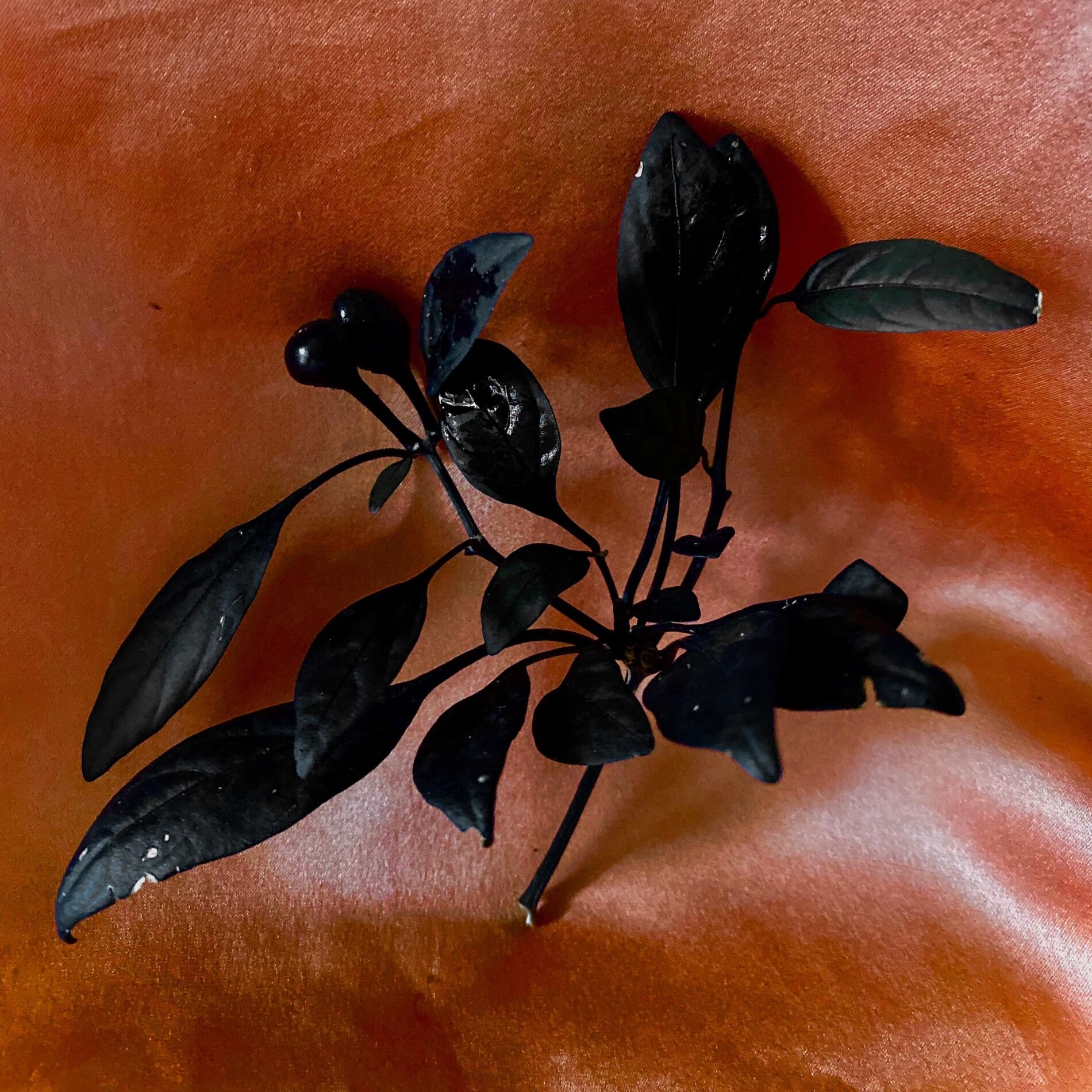 Album cover of Black Cherry