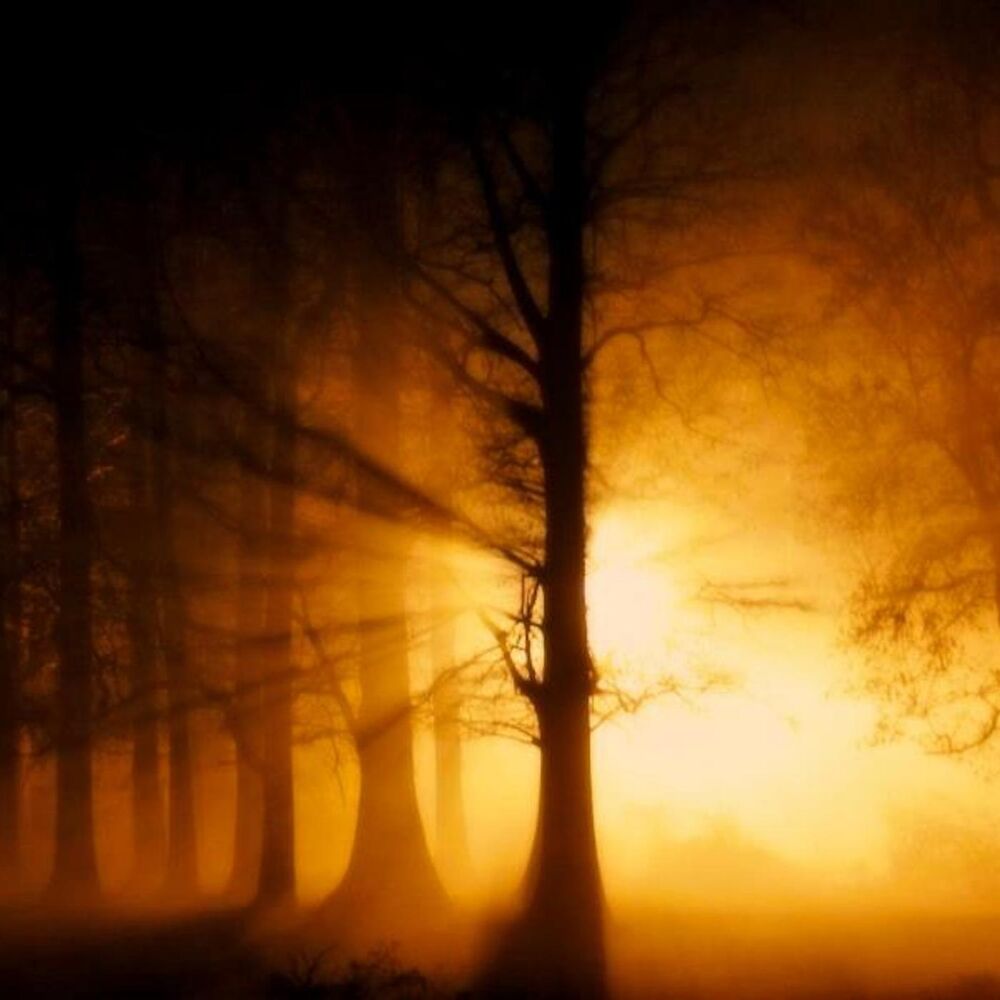 Picture of Gaden of Shadows (Demo)