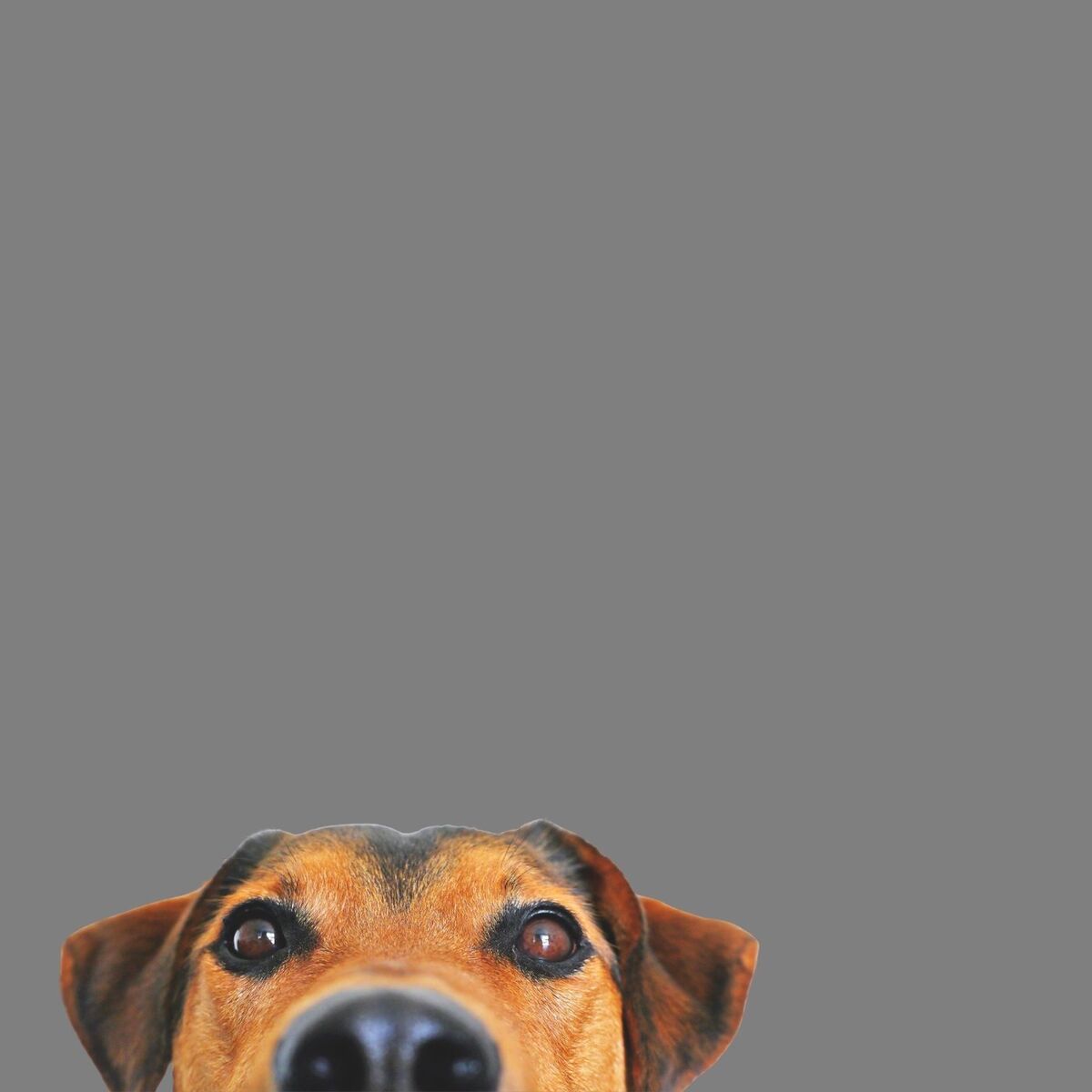Album cover of Musicas para Cachorros, Gatos, Cães, Vacas, Peixes e Animais