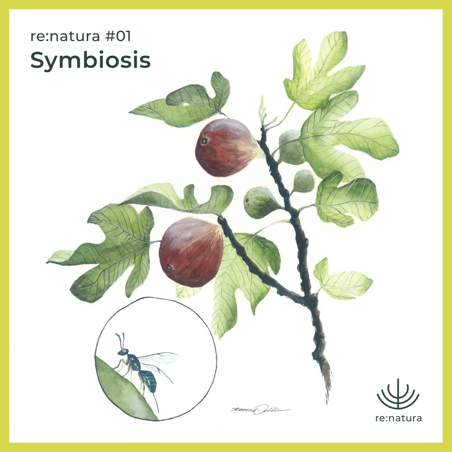 Album cover of re:natura #01 – Symbiosis