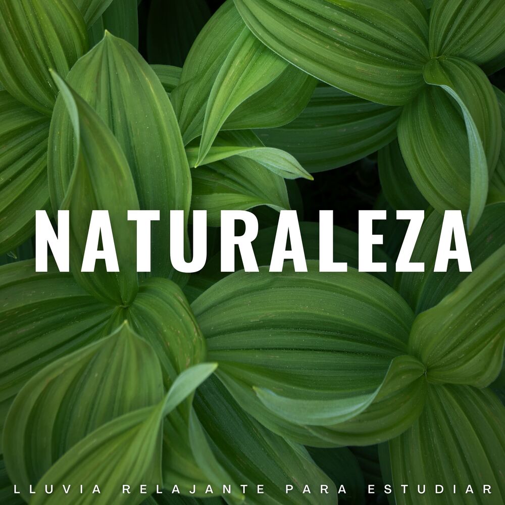 Picture of Naturaleza: Lluvia Relajante Para Estudiar