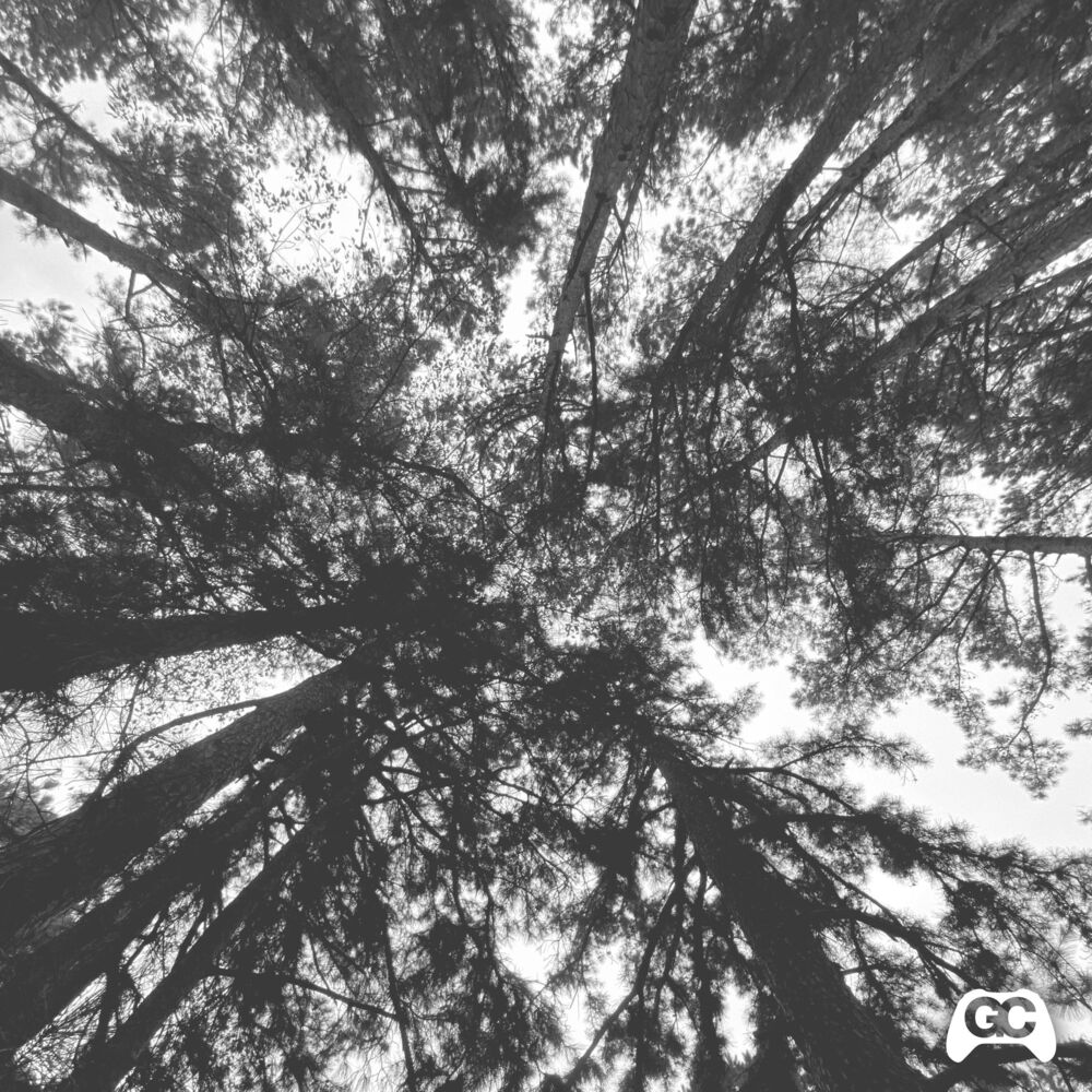Picture of Lost Woods