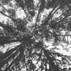 Cover of Lost Woods