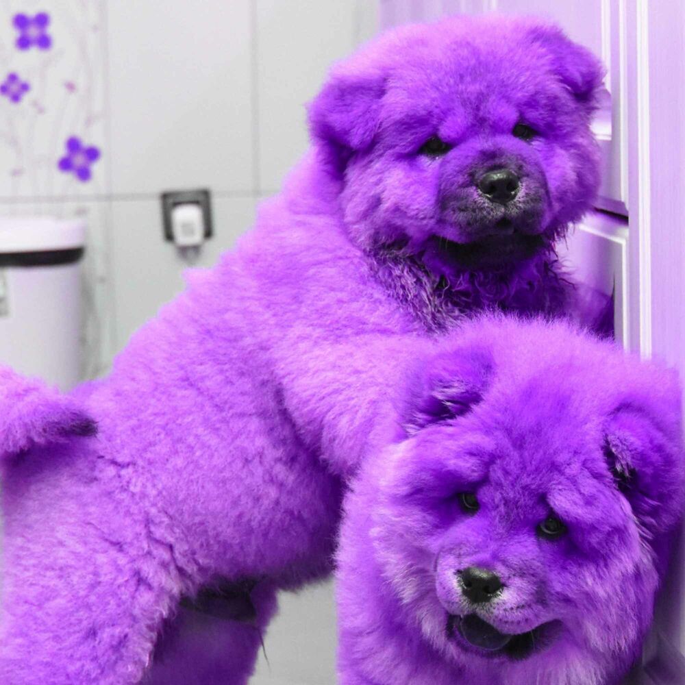 Picture of Deluxe Background for Safe Doggies