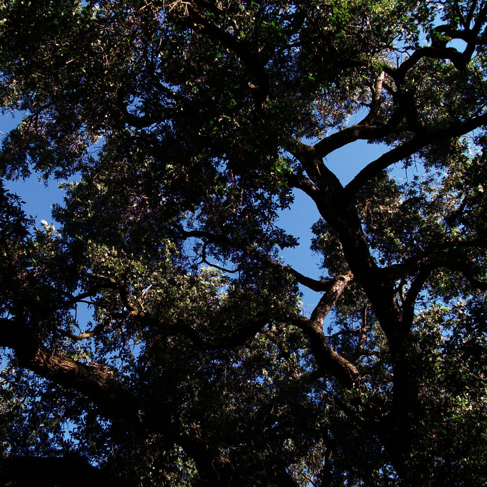 Picture of Trees