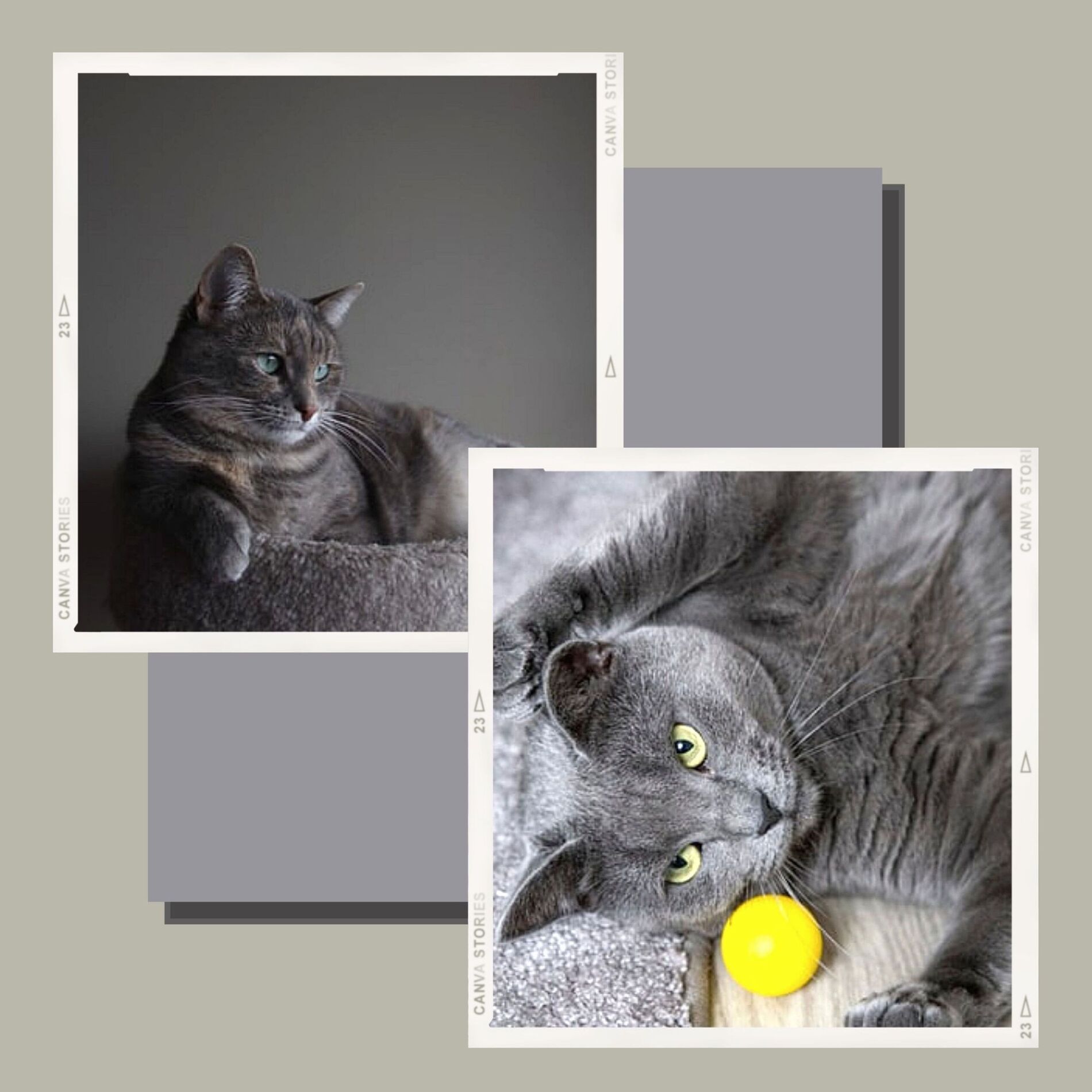 Album cover of Happy Jazz Trio - Ambiance for Sleepy Kitten