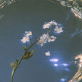 Forget-me-not