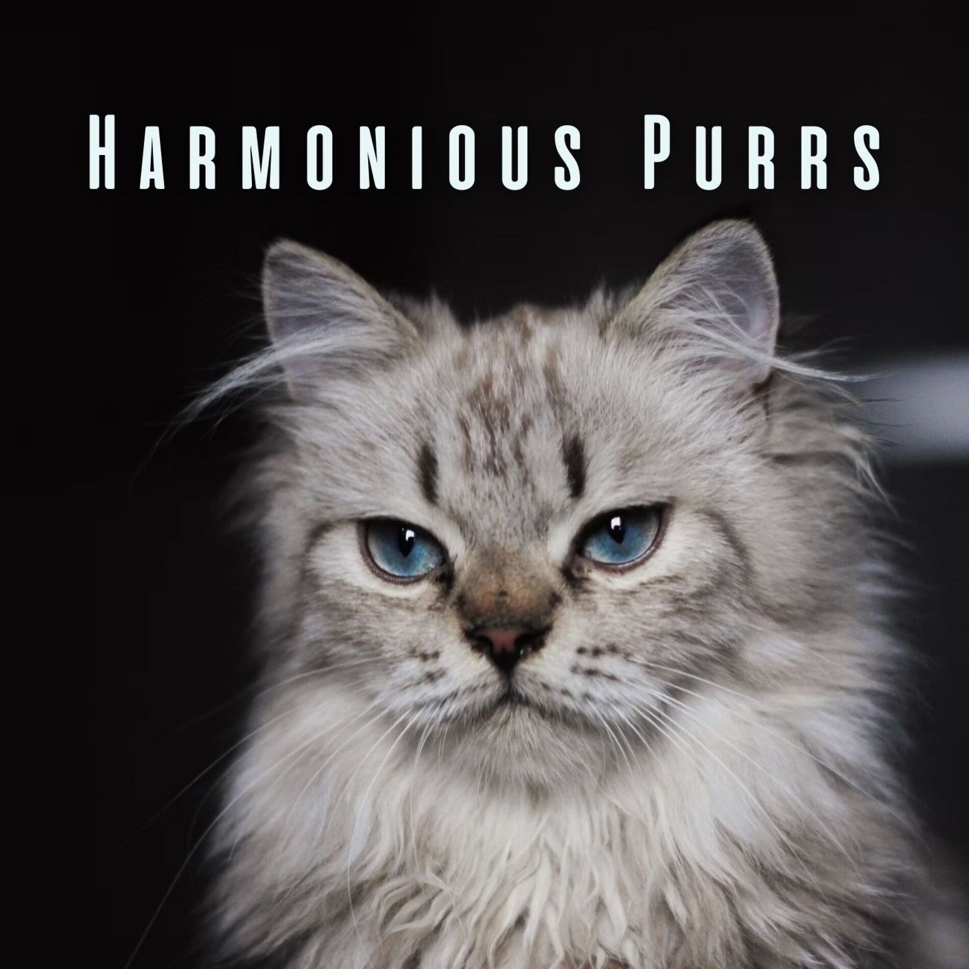 Album cover of Harmonious Purrs: Meditative Piano Melodies for Happy Cats