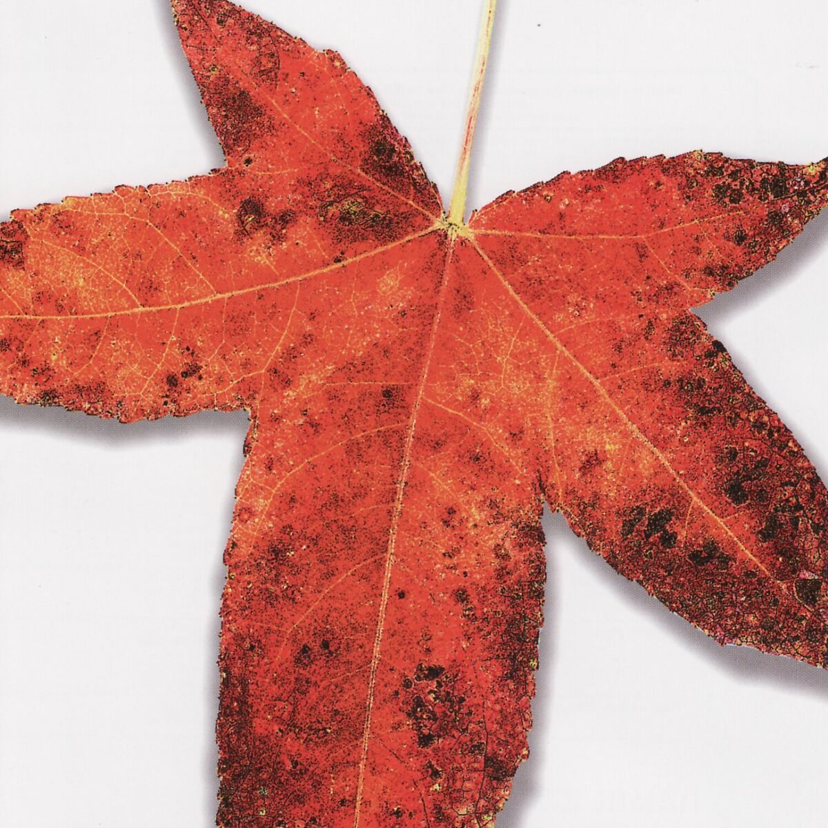 Album cover of A Tribute to the Music of Peter Gabriel: Leaves from the Tree