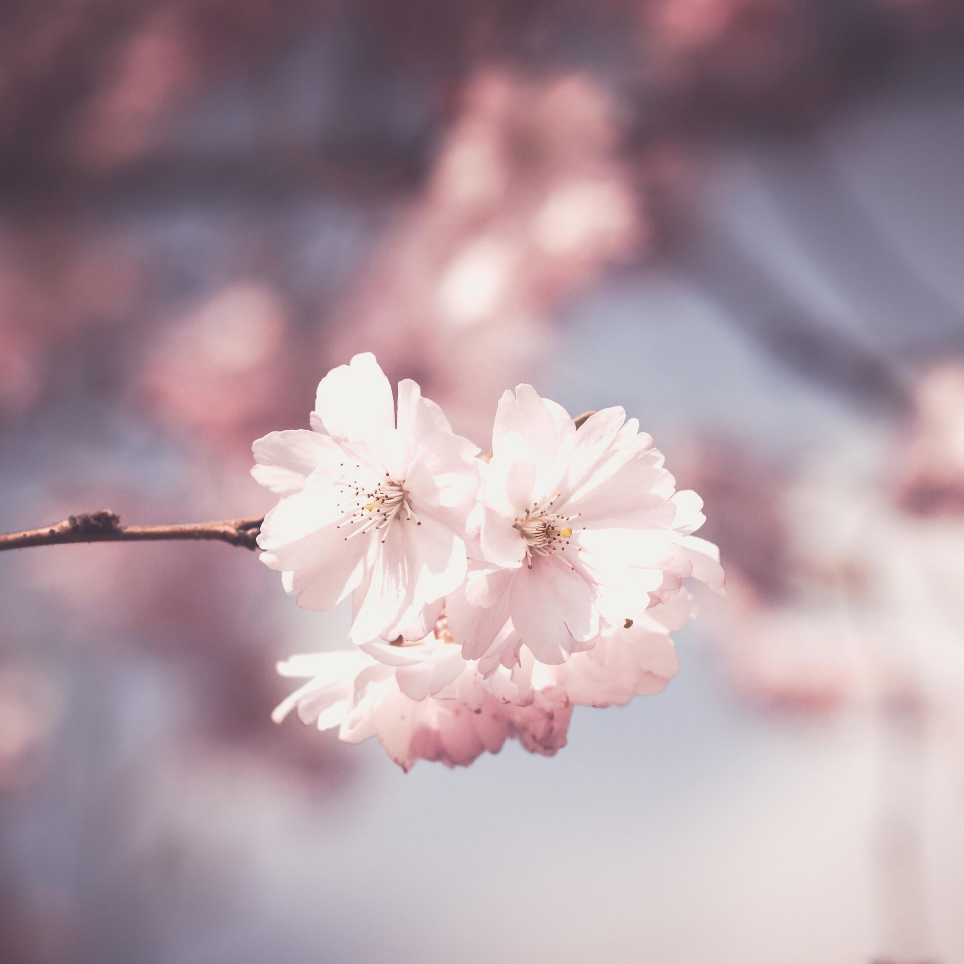 Album cover of blossom