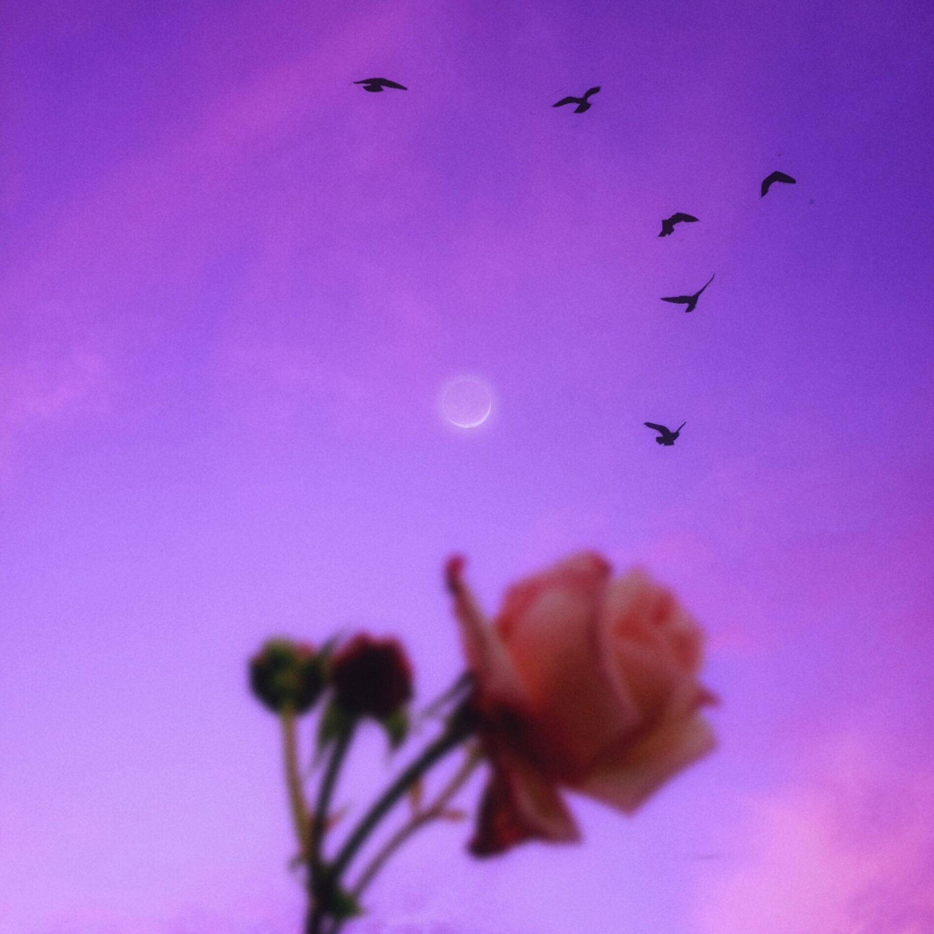 Album cover of Plummet