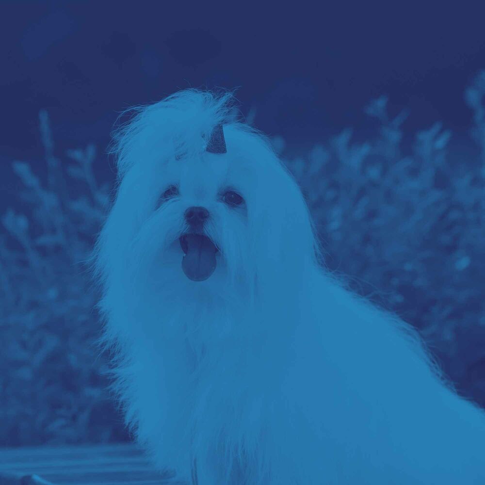 Picture of Cultivated Background for Puppy Mornings