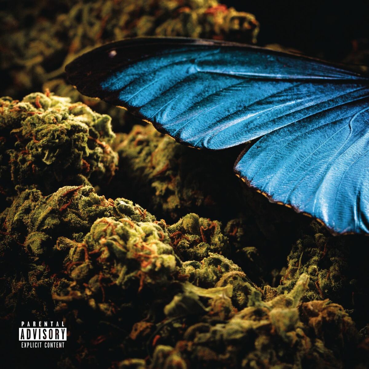 Album cover of Lélé