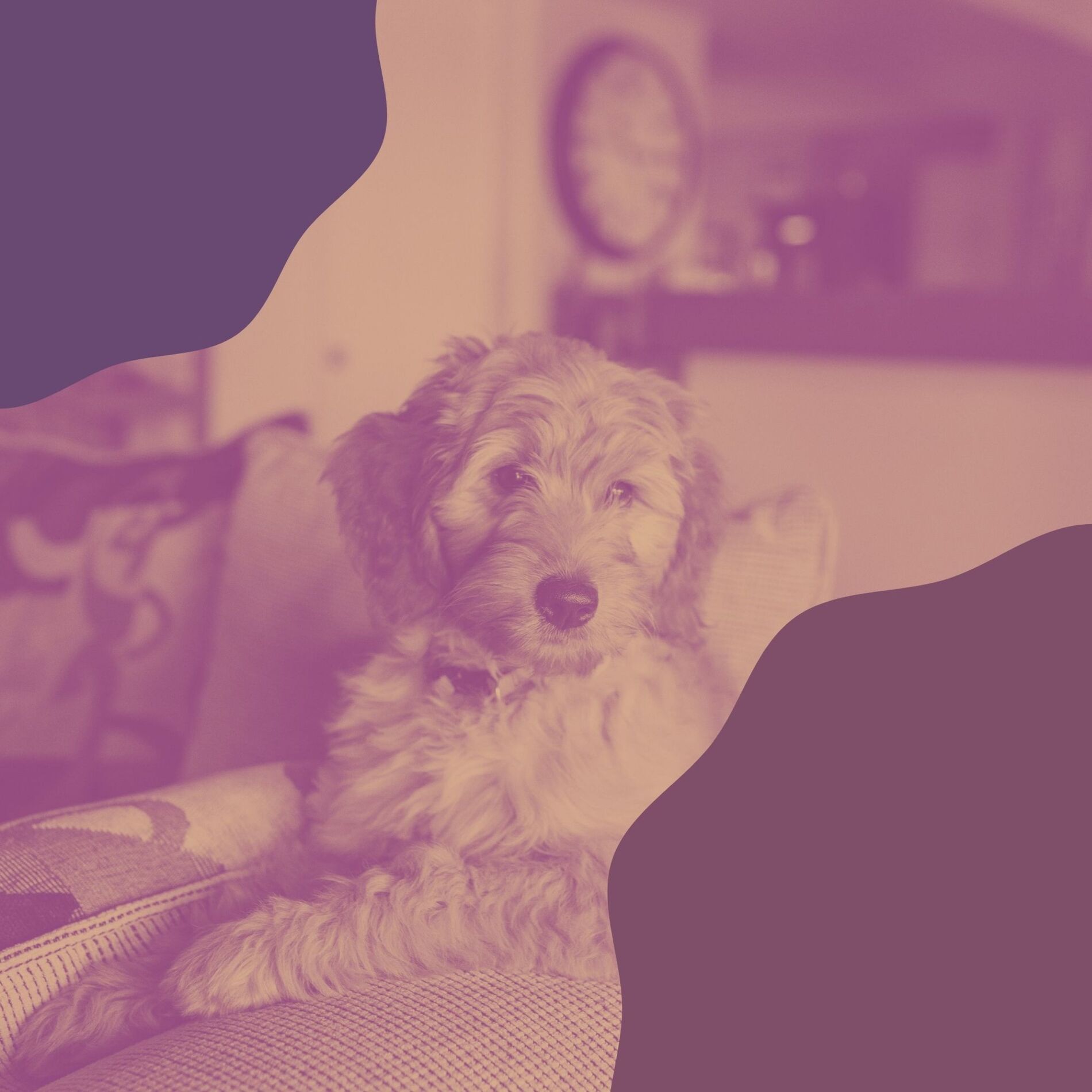 Album cover of Bgm for Calming Dogs