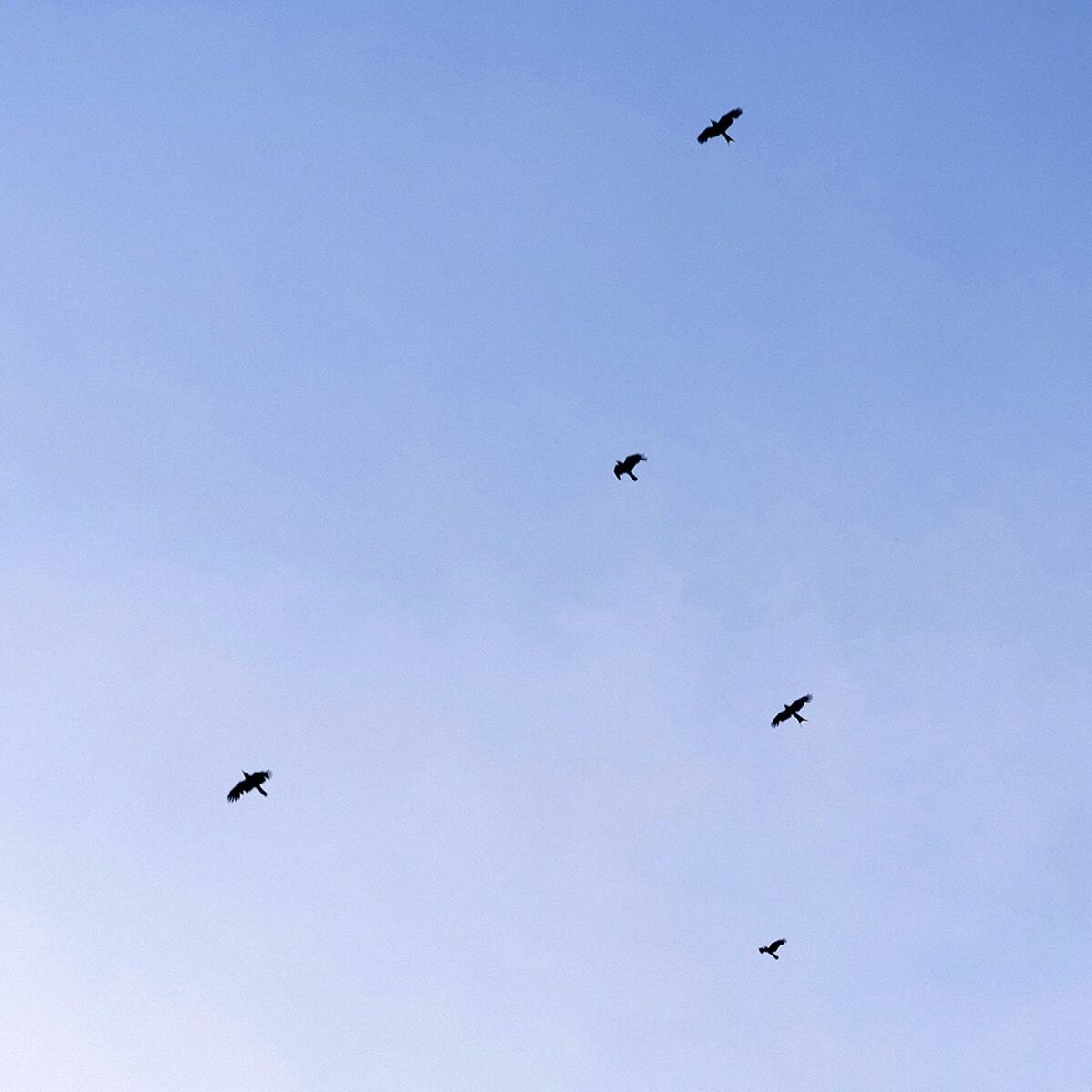 Album cover of Schwalben