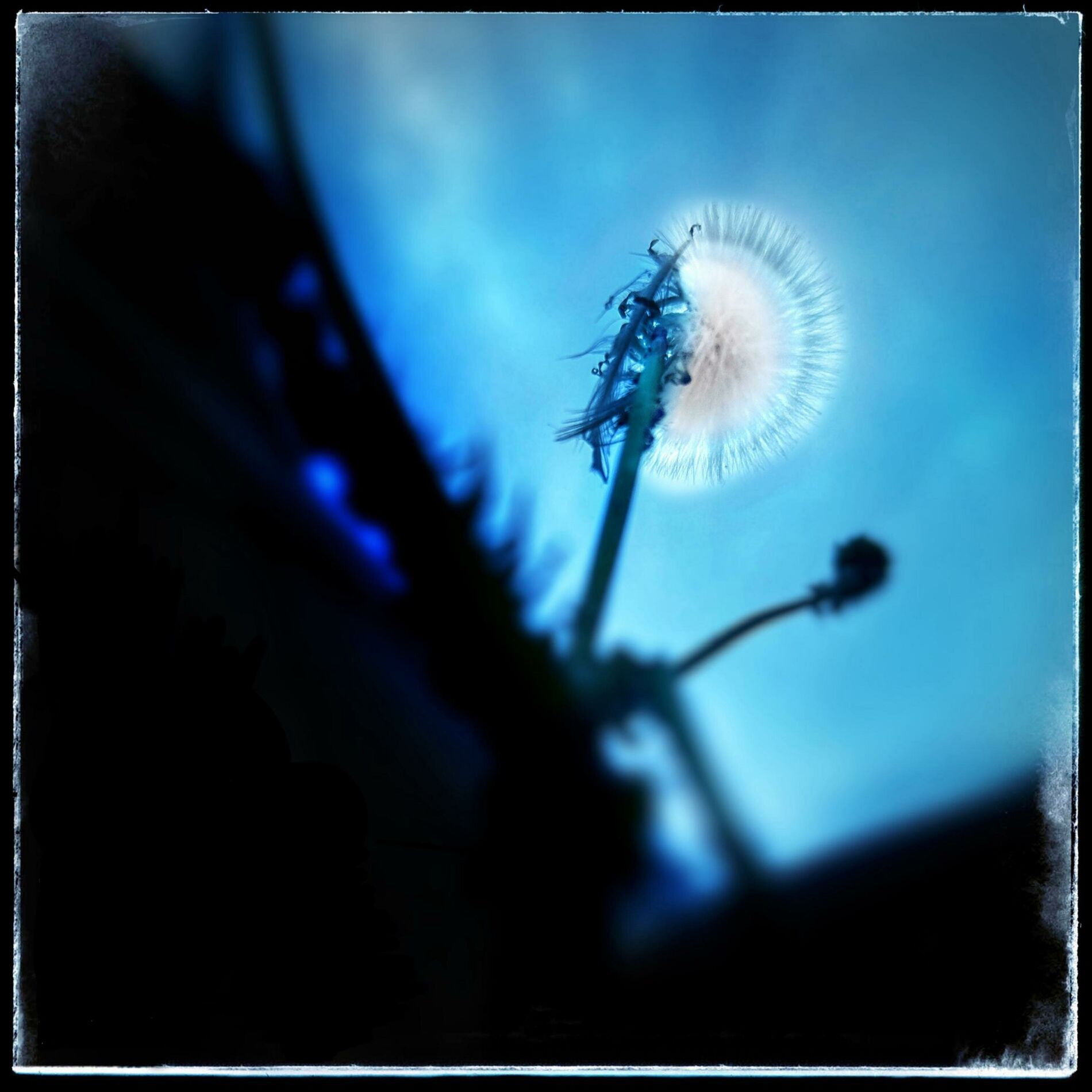 Album cover of dandelion (feat. Coban)