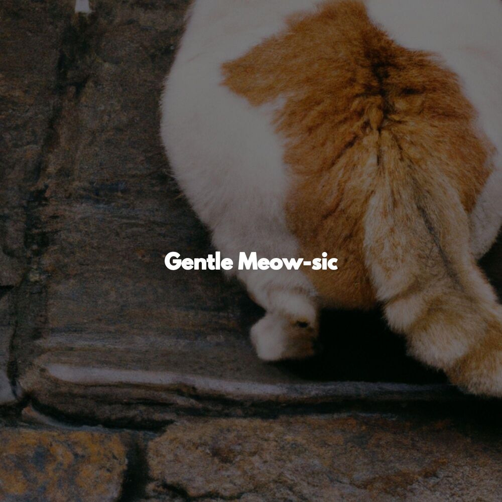 Picture of Gentle Meow-sic