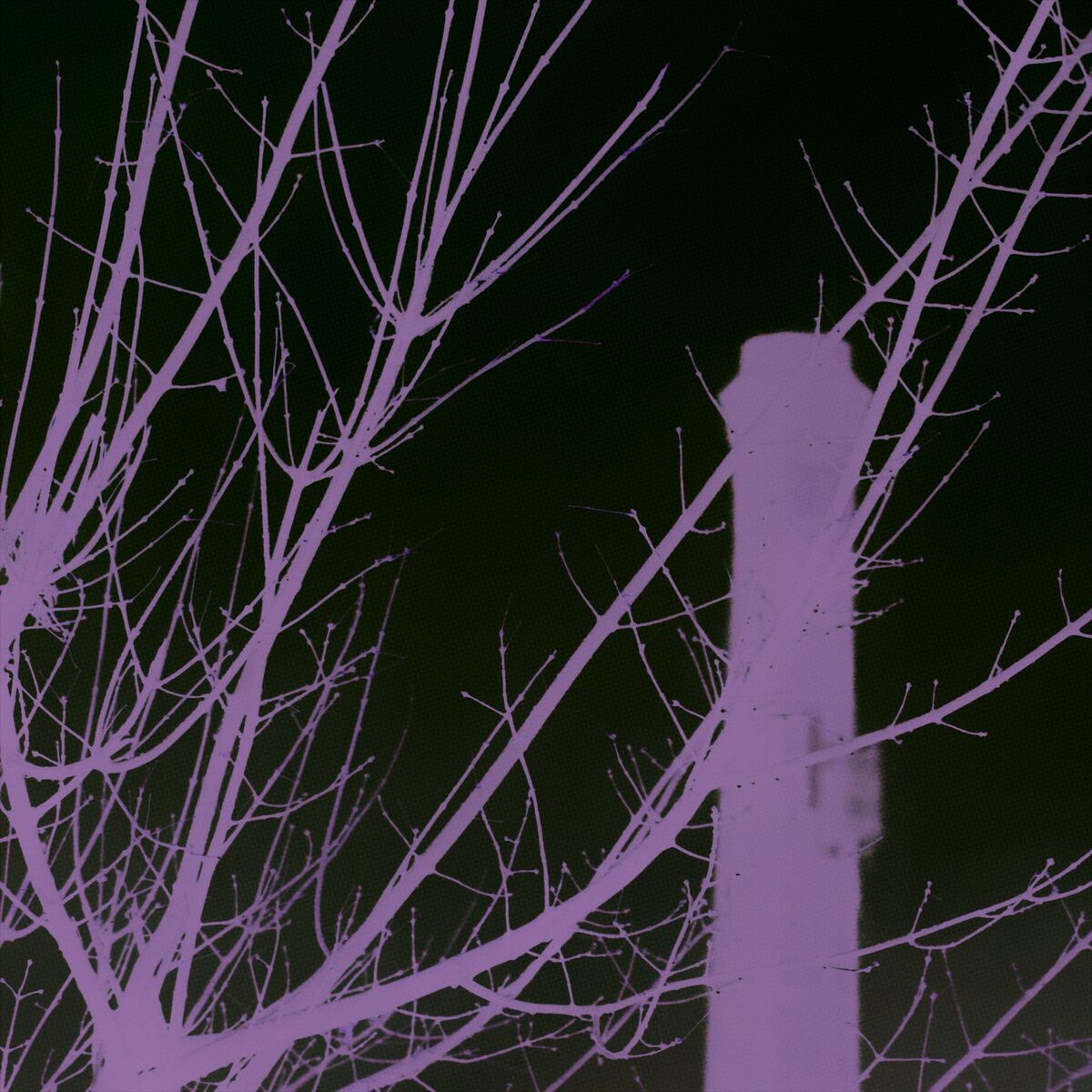 Album cover of Lovender