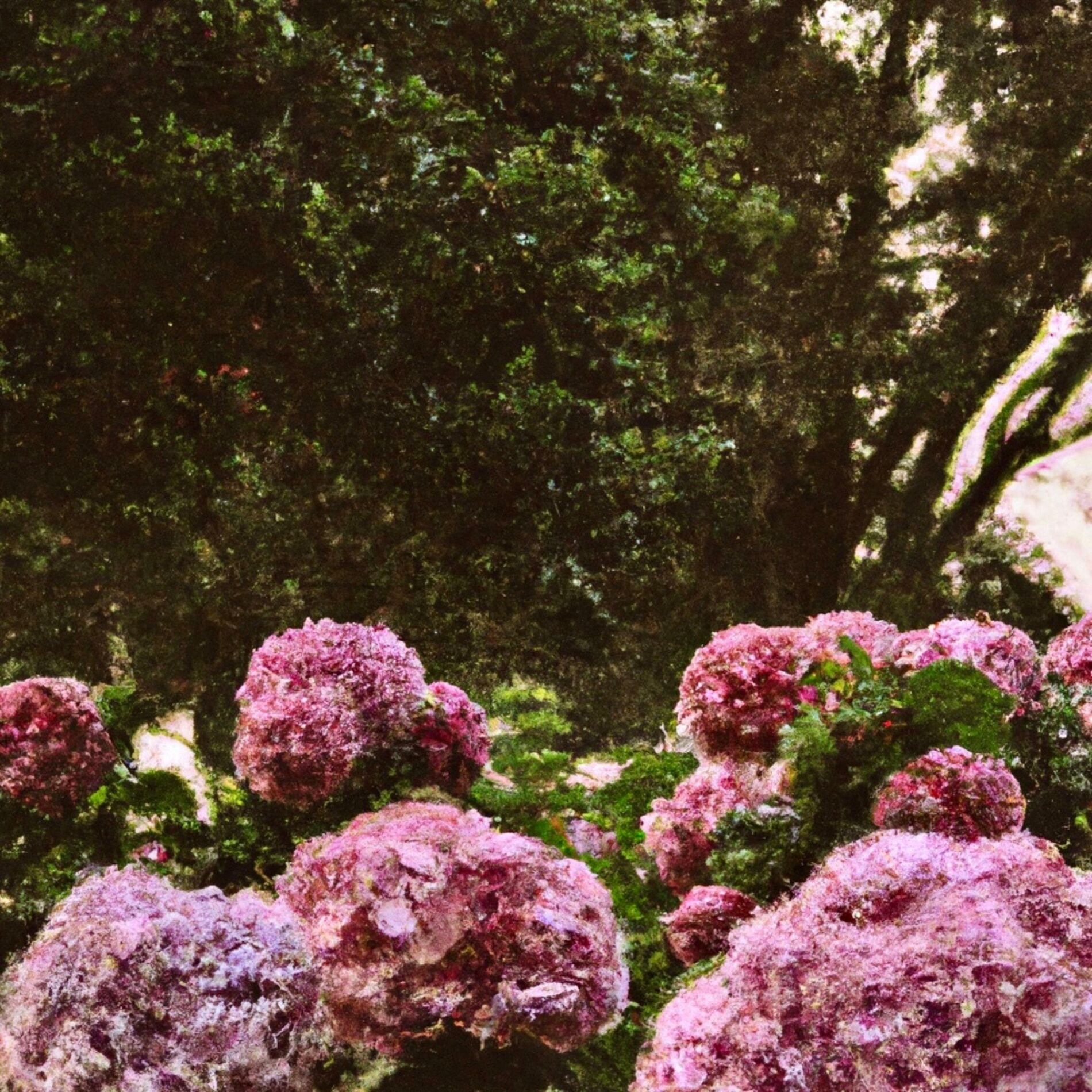 Album cover of No me olvides