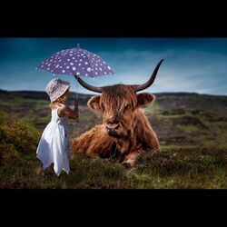 Cover of Dairy Cows