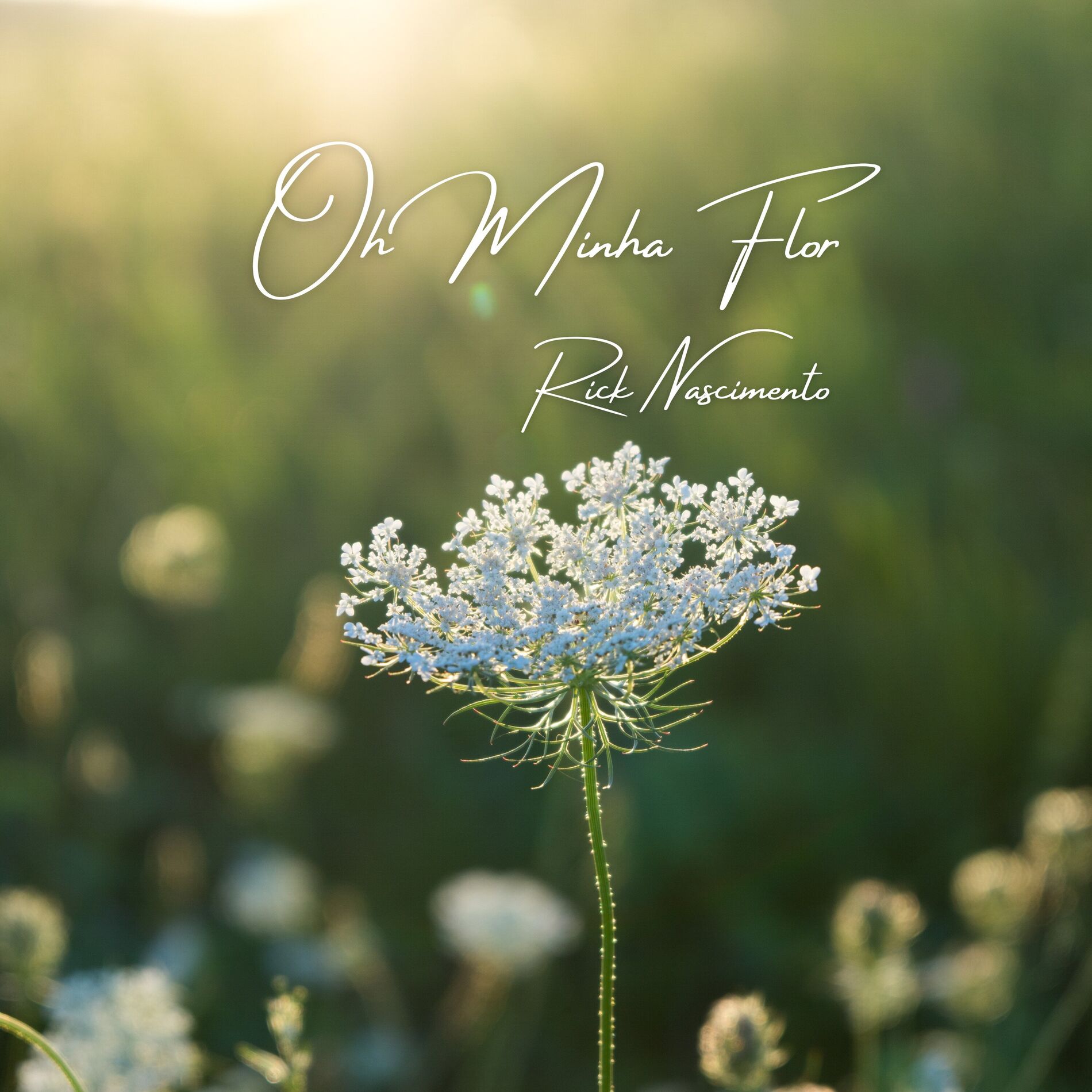 Album cover of Oh Minha Flor