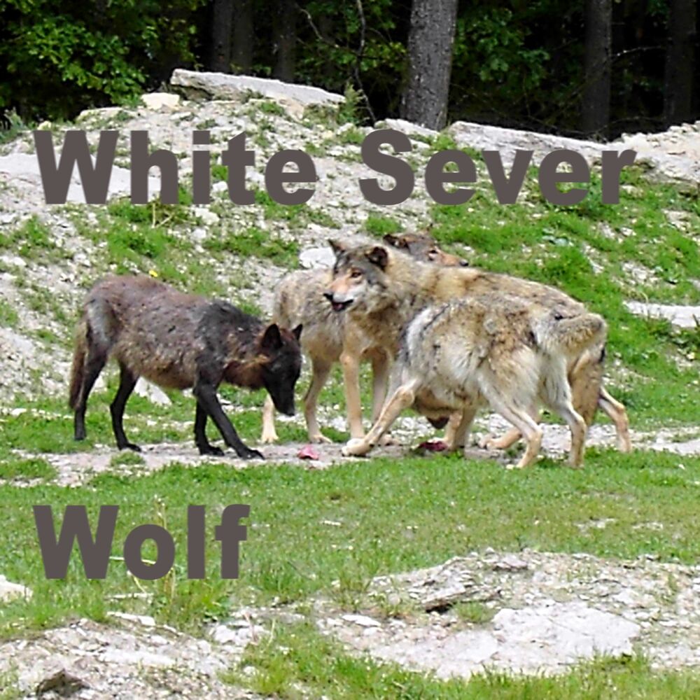 Picture of Wolf
