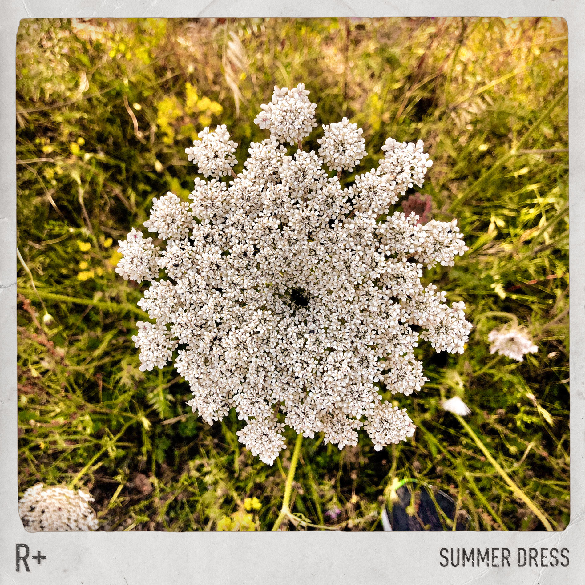 Album cover of Summer Dress