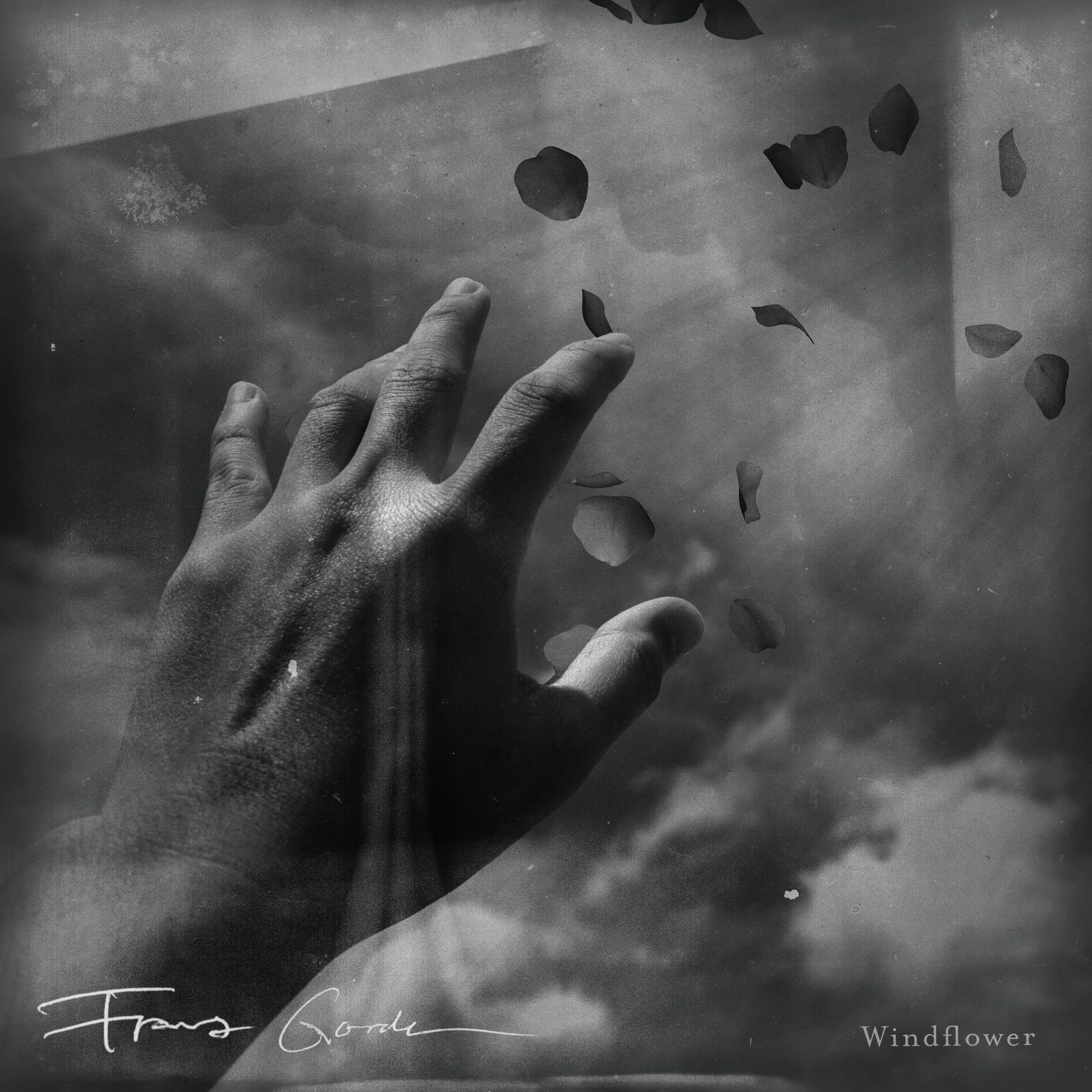 Album cover of Windflower