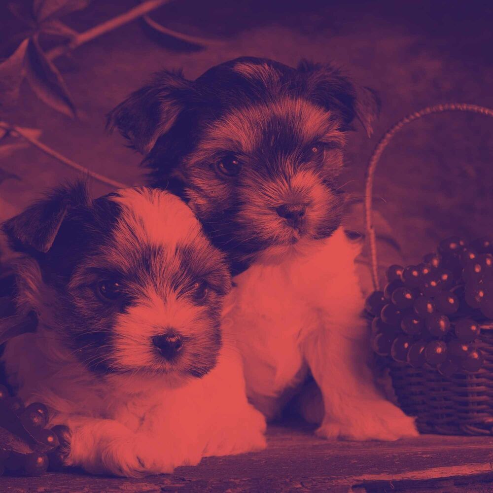 Picture of Guitar Jazz - Ambiance for Calming Pooches