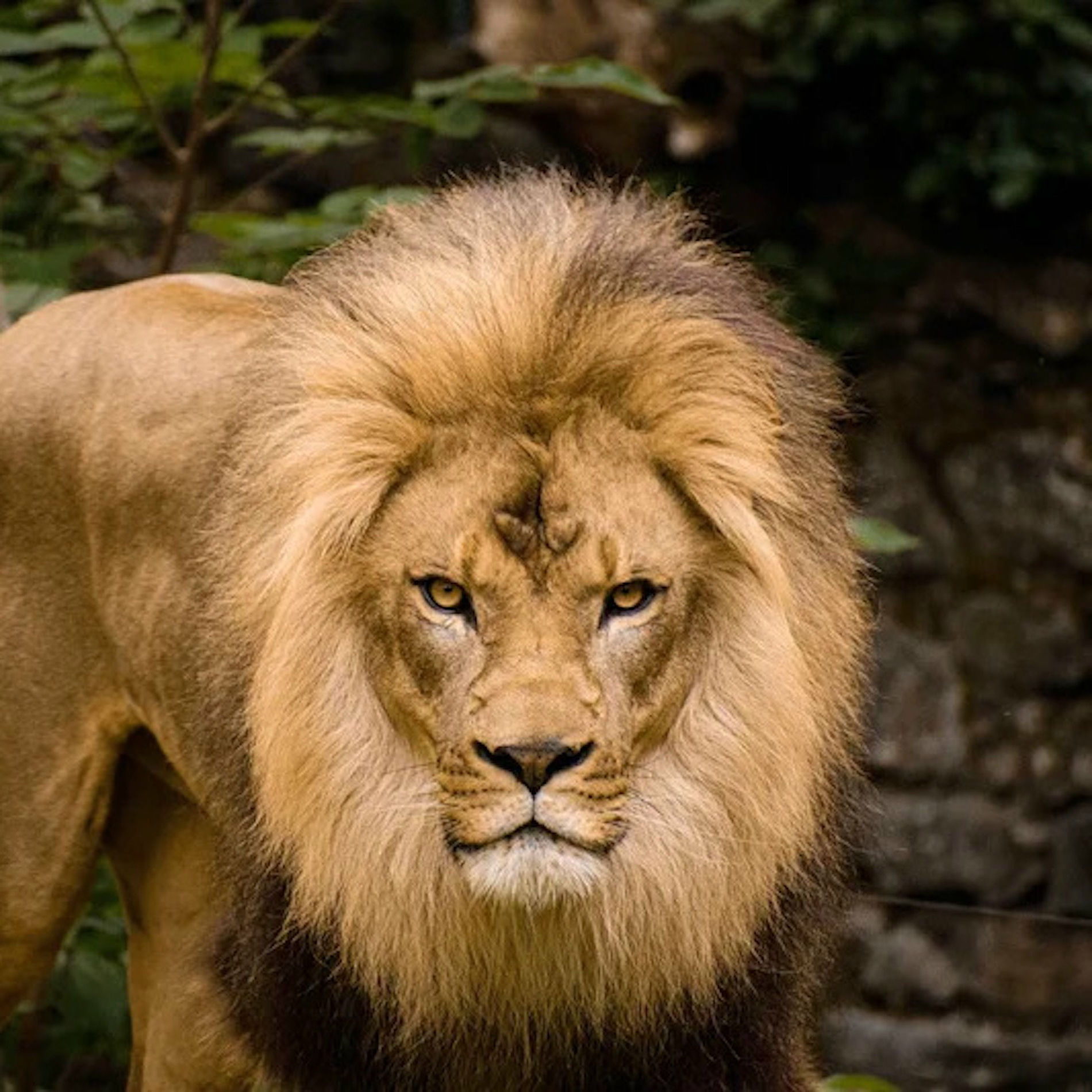 Album cover of The LEO