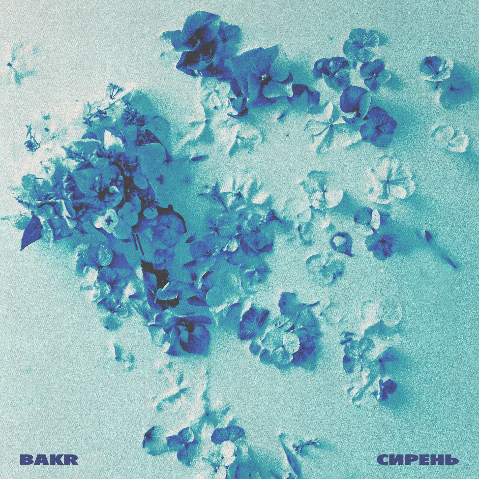 Album cover of Сирень