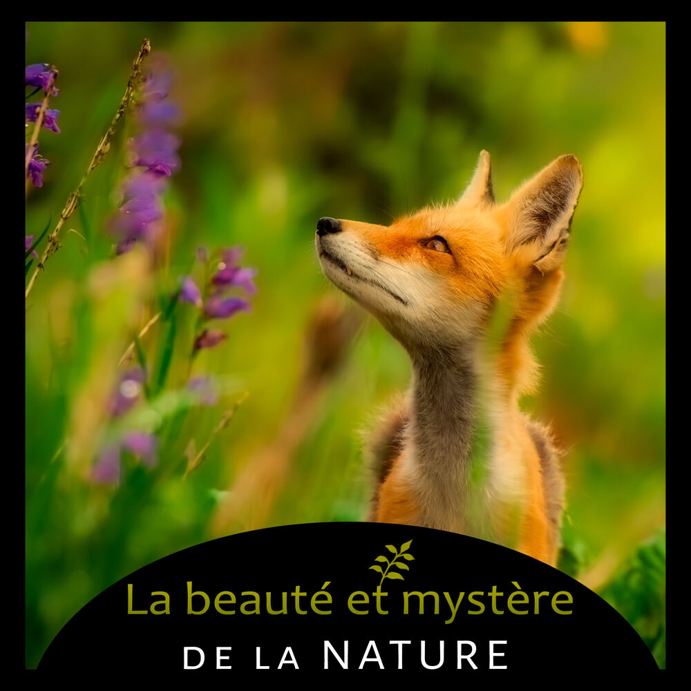 Picture of La beauté et mystère de la nature - Oiseaux forestier, Cascade de nature exotique, L'ocean calme, Pluie tropicale