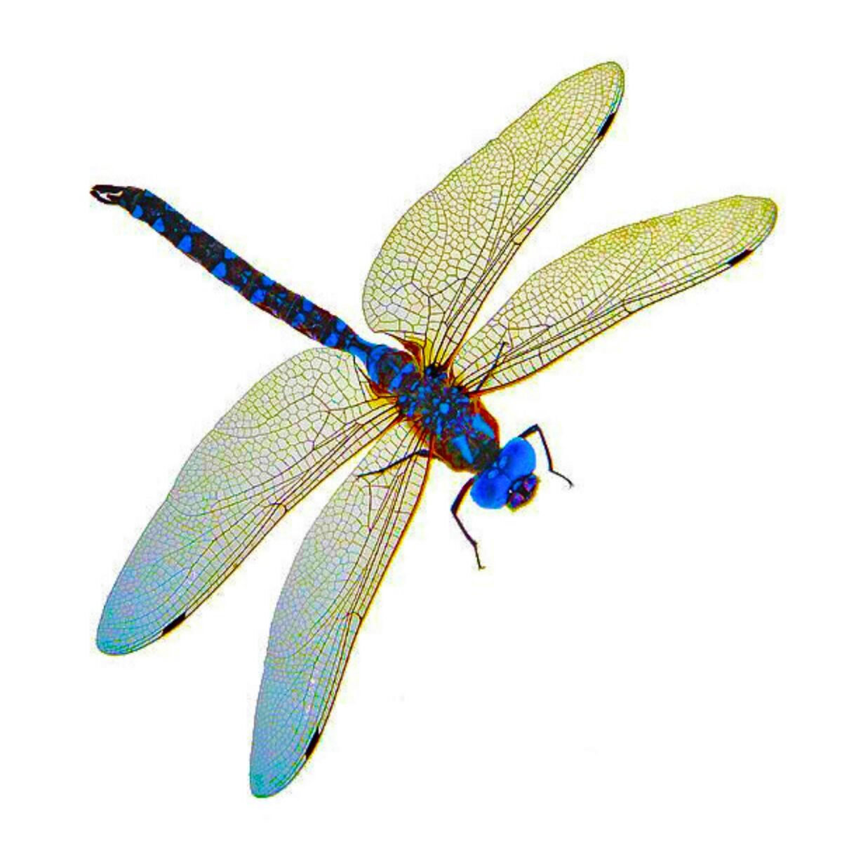 Album cover of Dragonfly