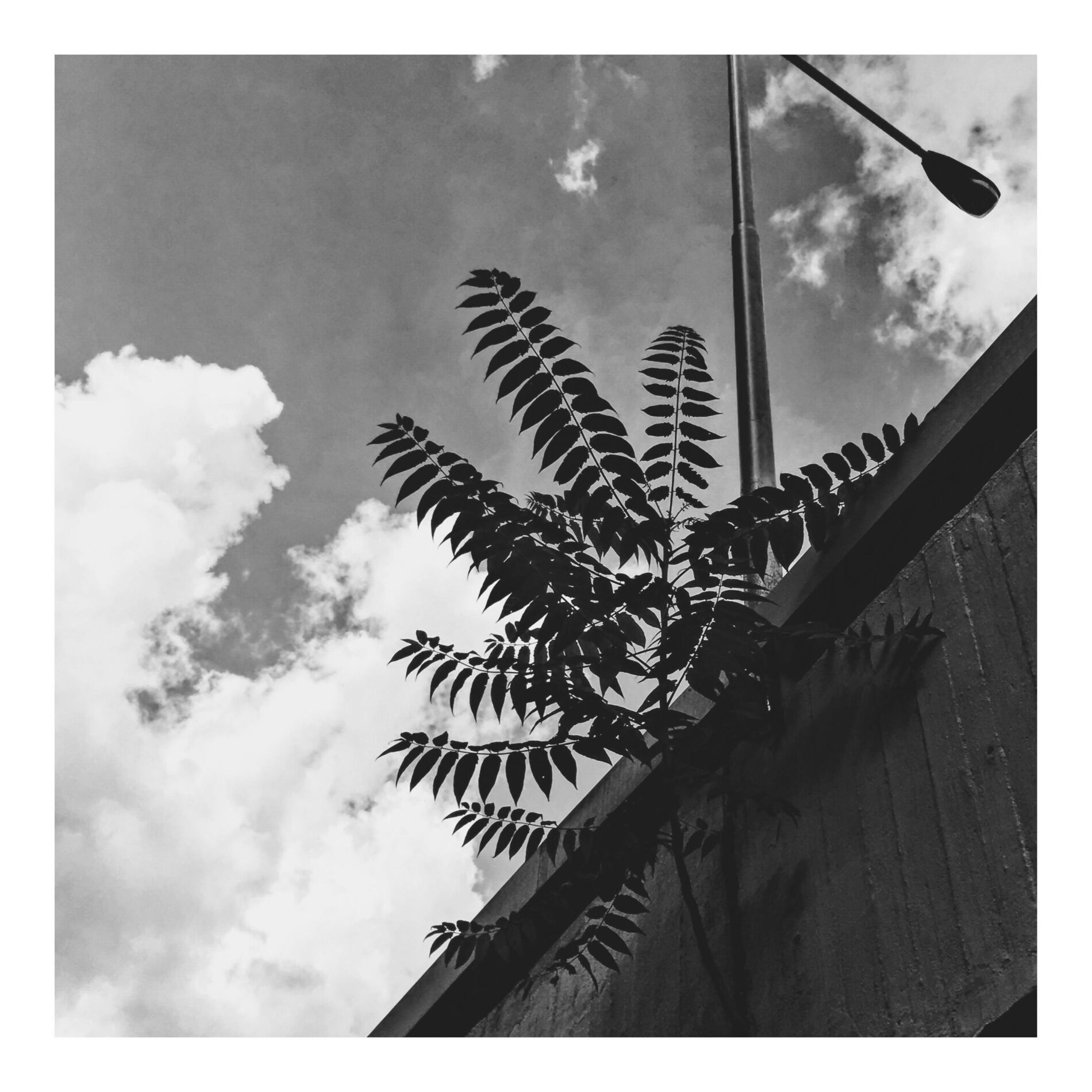 Album cover of wallflower