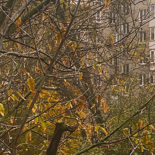 october leaves