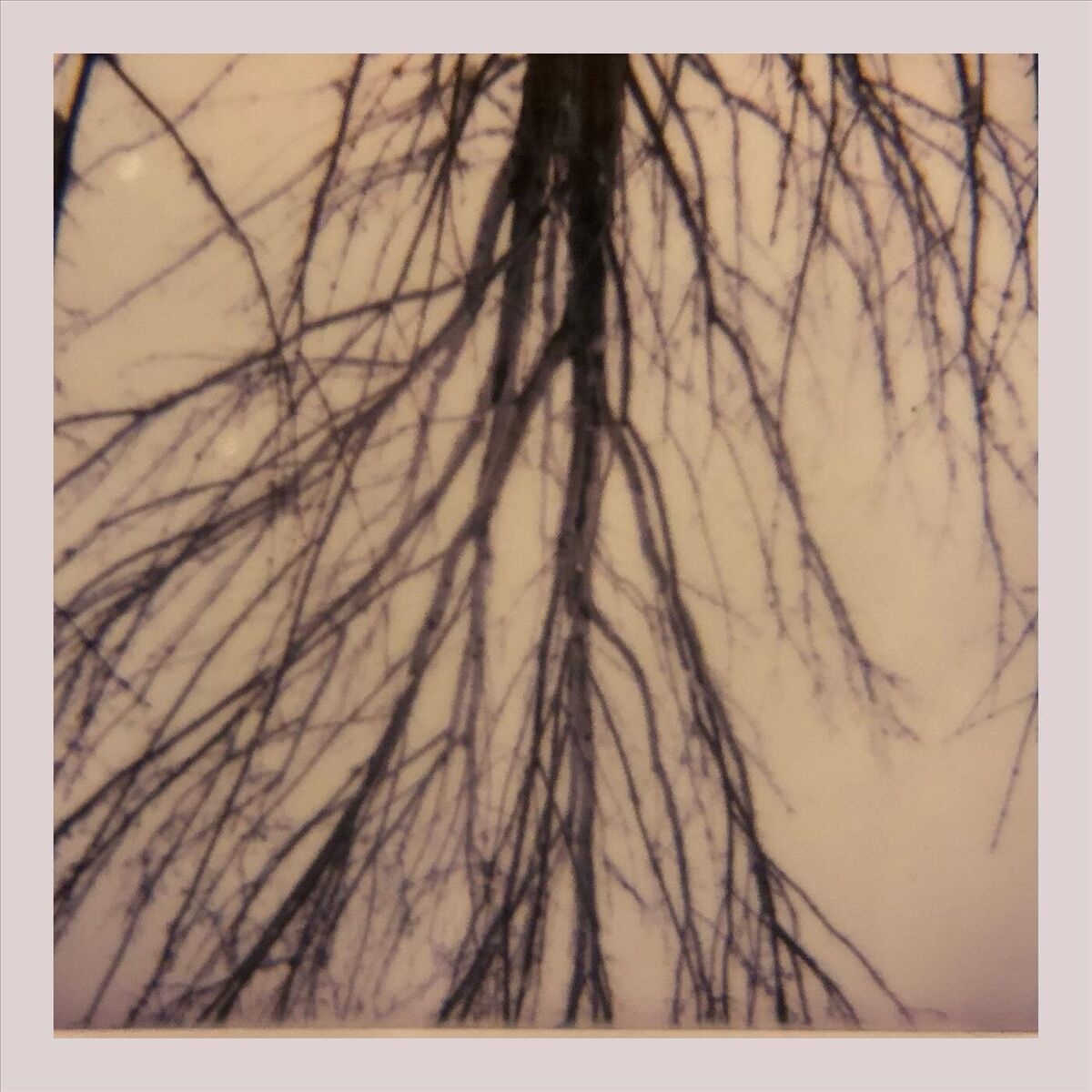 Album cover of If All the Trees Vanish