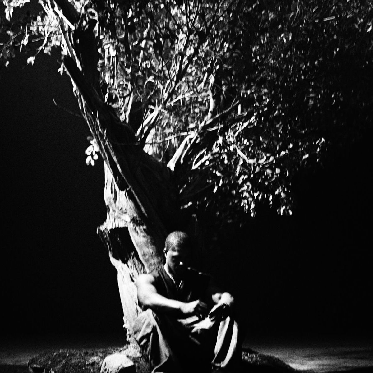 Album cover of Sycamore Tree