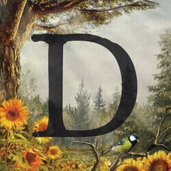 Cover of D