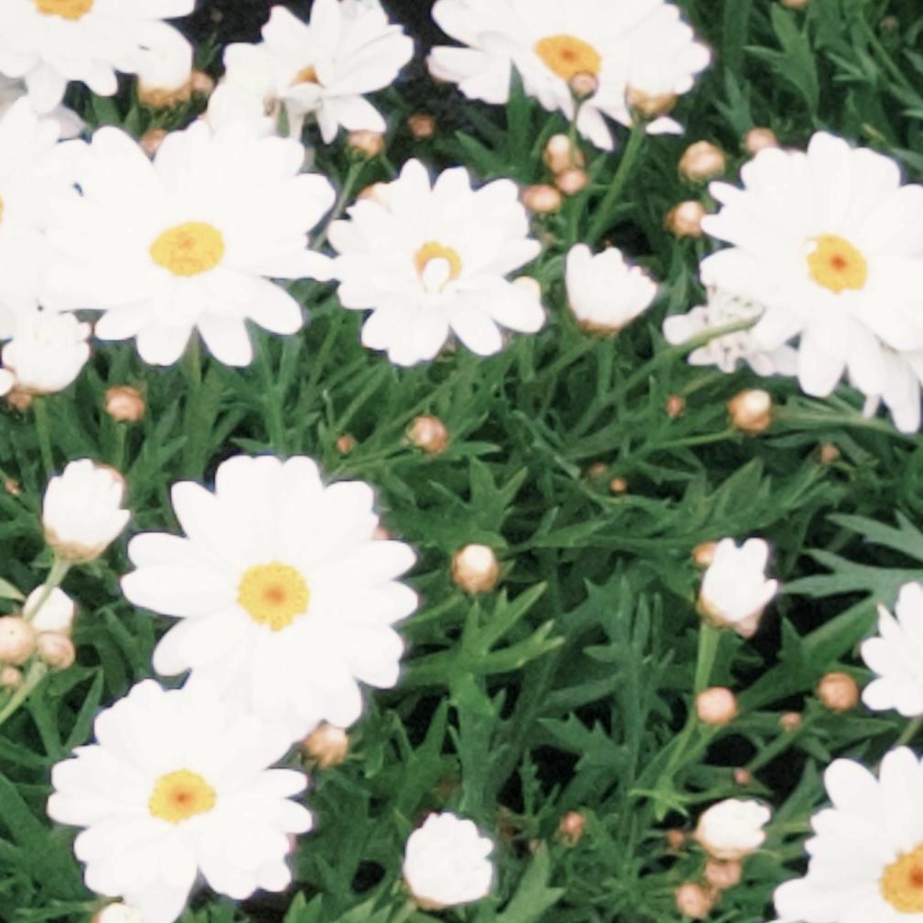Album cover of quietly you