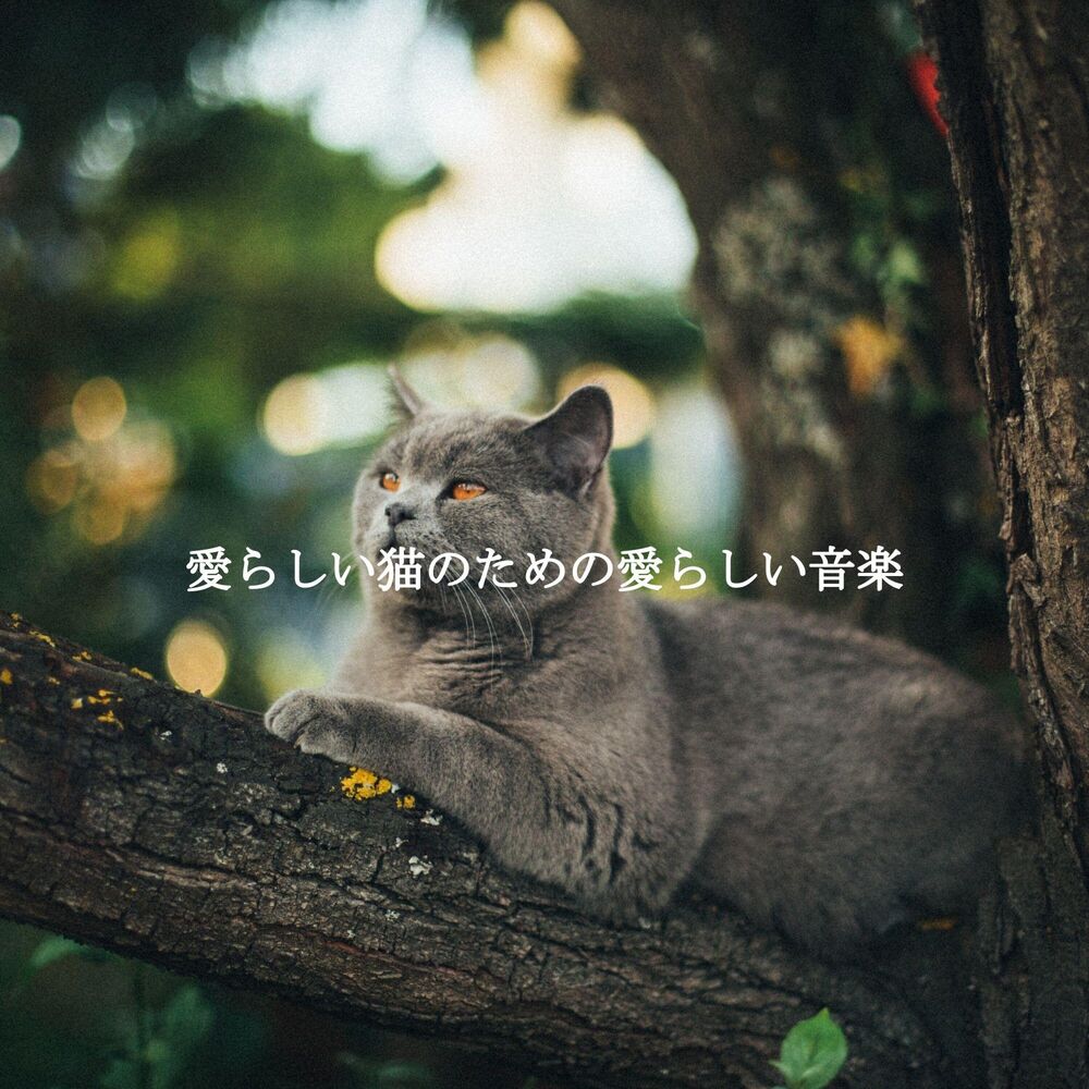 Picture of 愛らしい猫のための愛らしい音楽