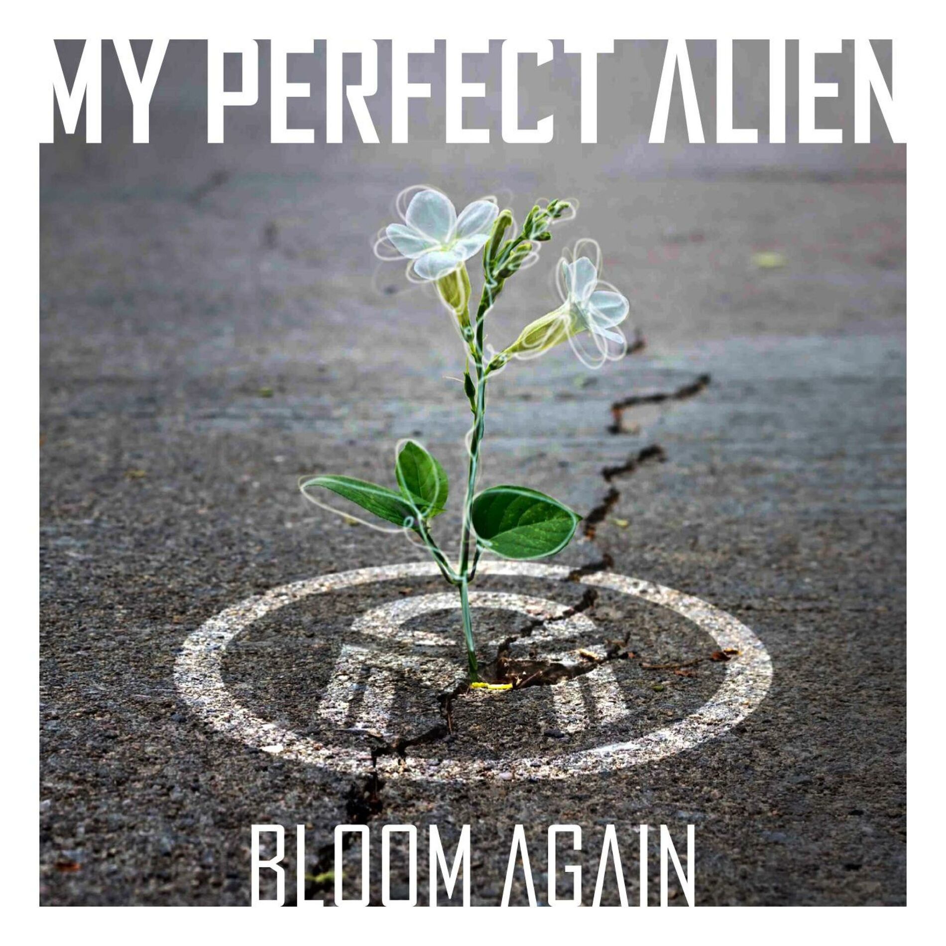 Album cover of Bloom Again