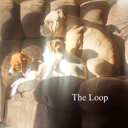 The Loop