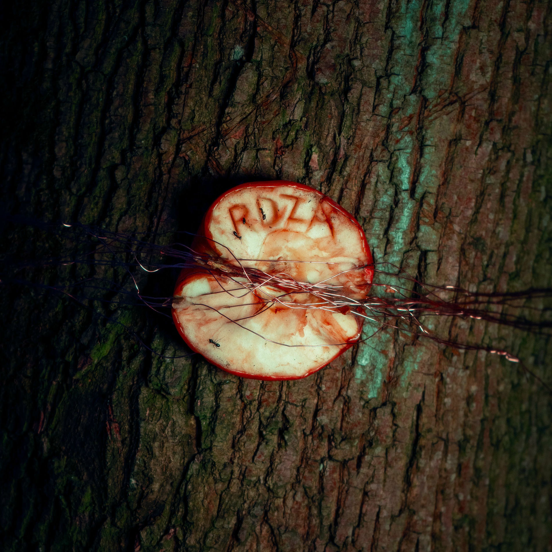 Album cover of rdza