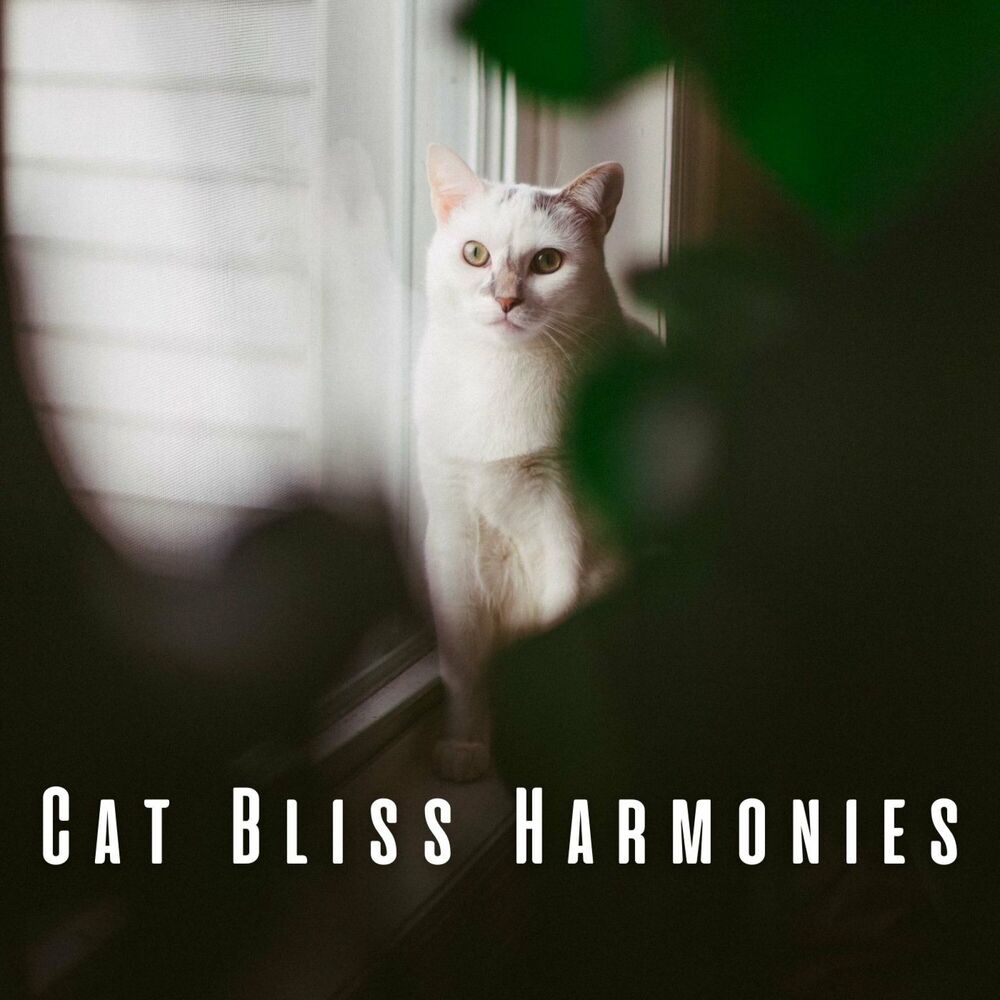 Picture of Cat Bliss Harmonies: Serenading Chill Music