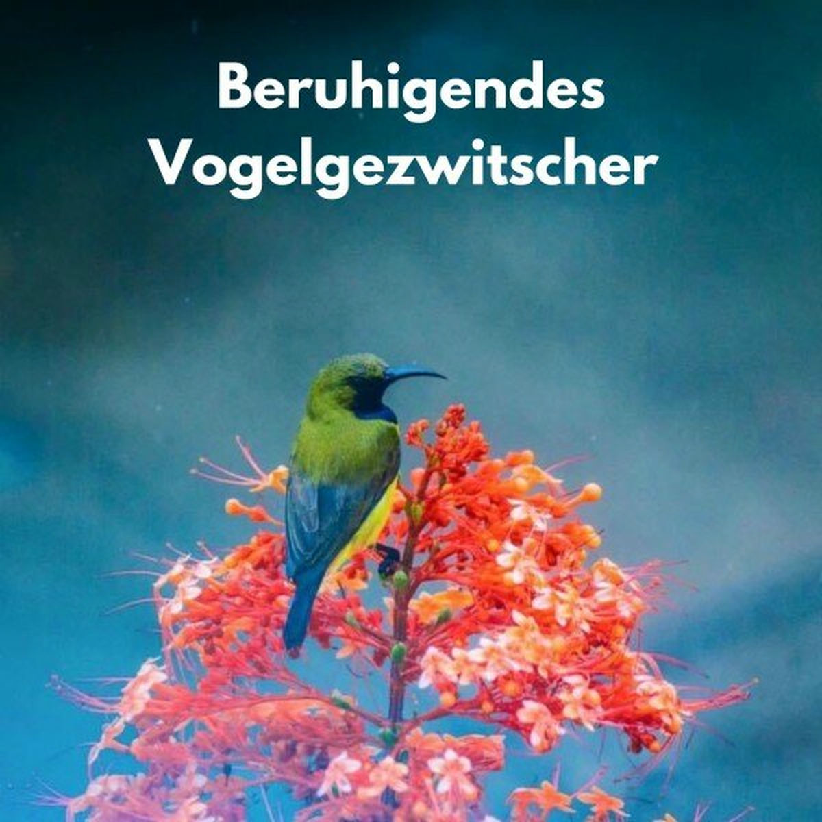 Album cover of Beruhigendes Vogelgezwitscher