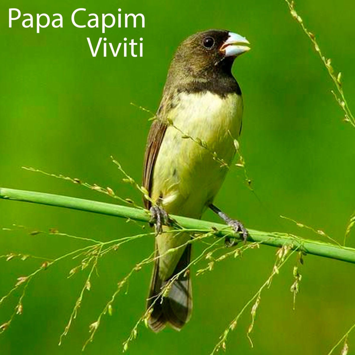 Papa Capim - Viviti | Deezer